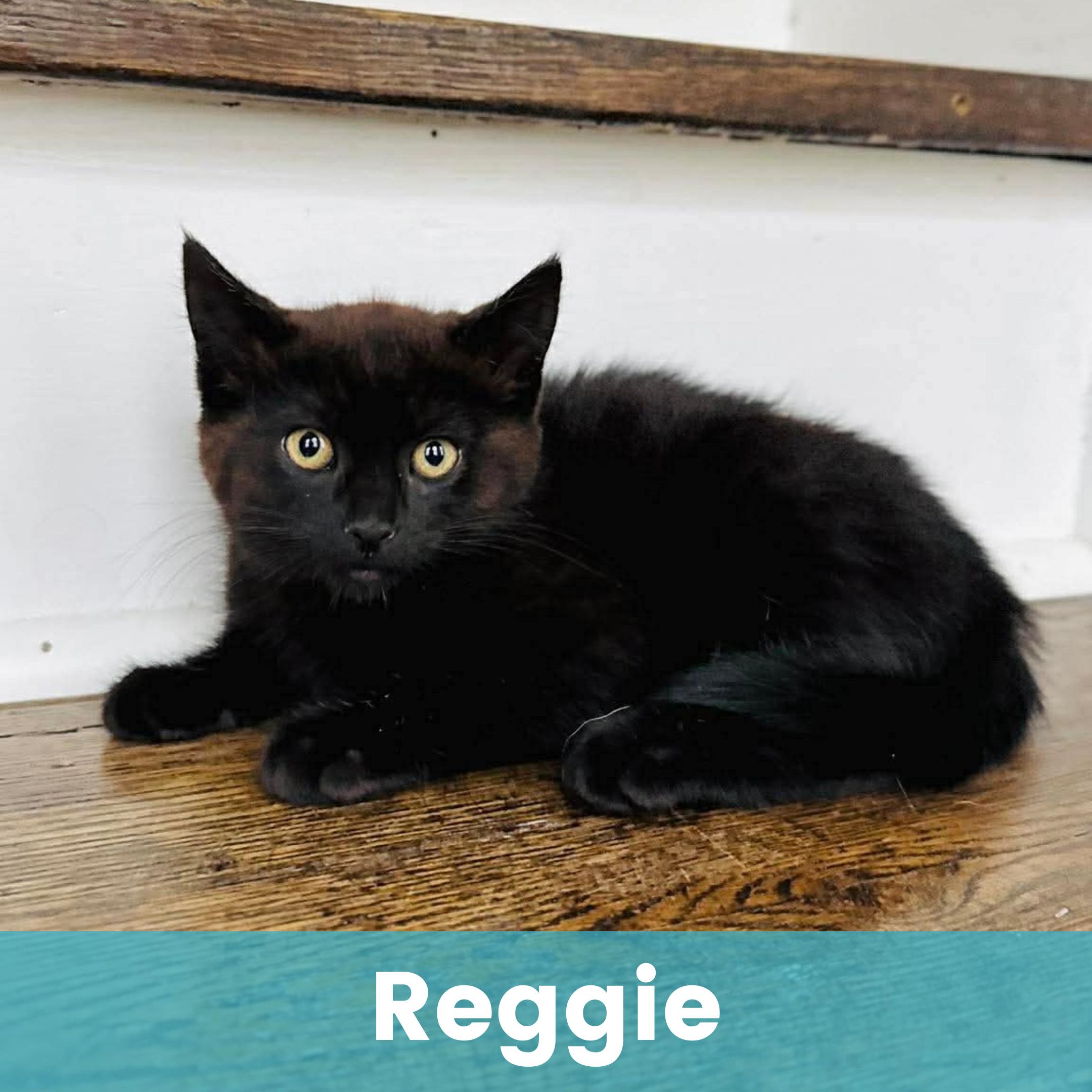 Reggie, ADOPTABLE, Kitten Female Domestic Short Hair.