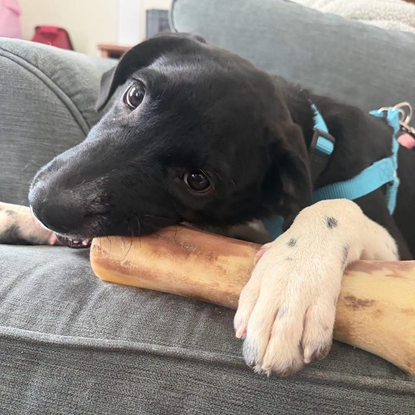 Radar, a ADOPTABLE mixed breed in Philadelphia, PA image 3/4