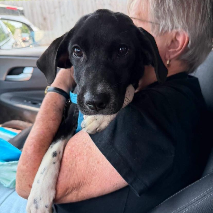 Radar, a ADOPTABLE mixed breed in Philadelphia, PA image 2/4