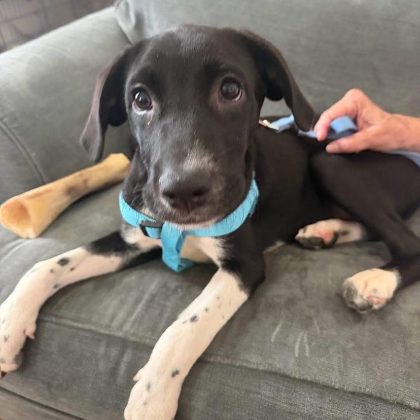 Radar, ADOPTABLE, Puppy Male Beagle.