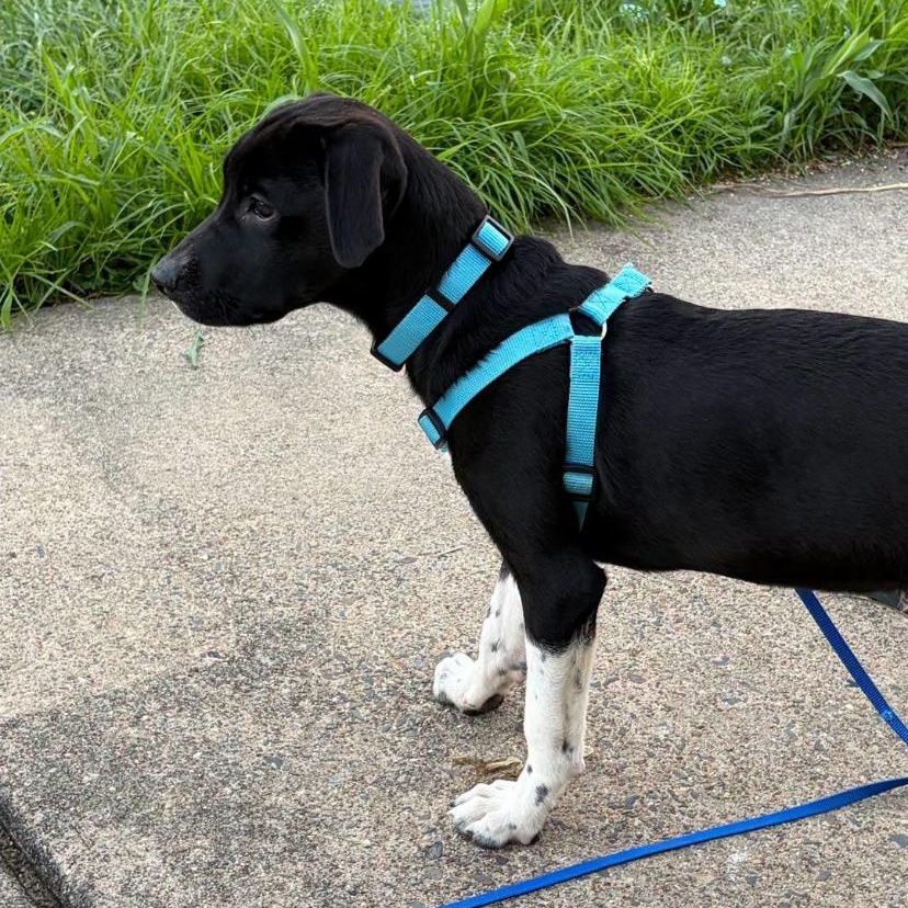 Radar, a ADOPTABLE mixed breed in Philadelphia, PA image 4/4