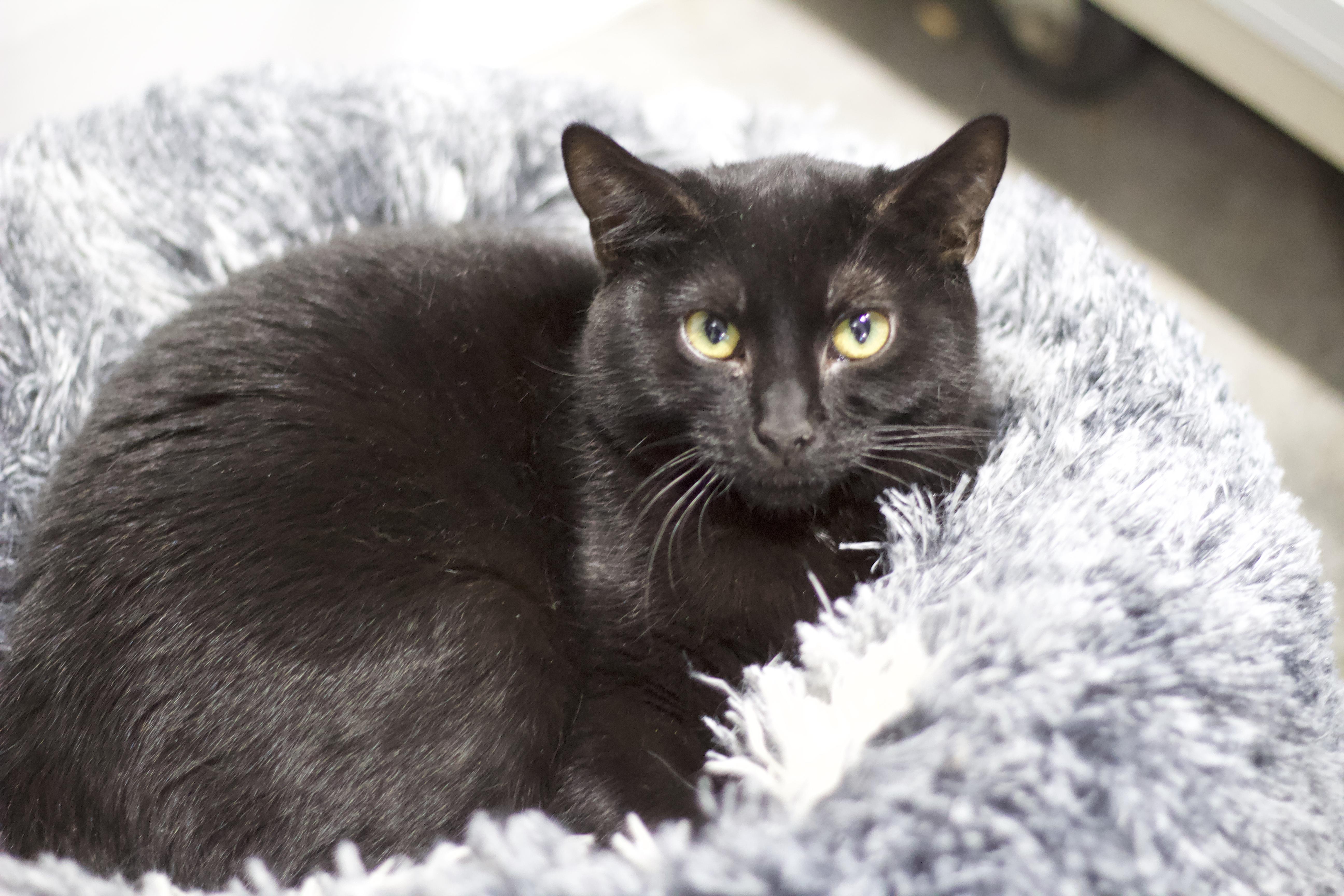 Mocha, Adoptable, Adult Male Domestic Short Hair.