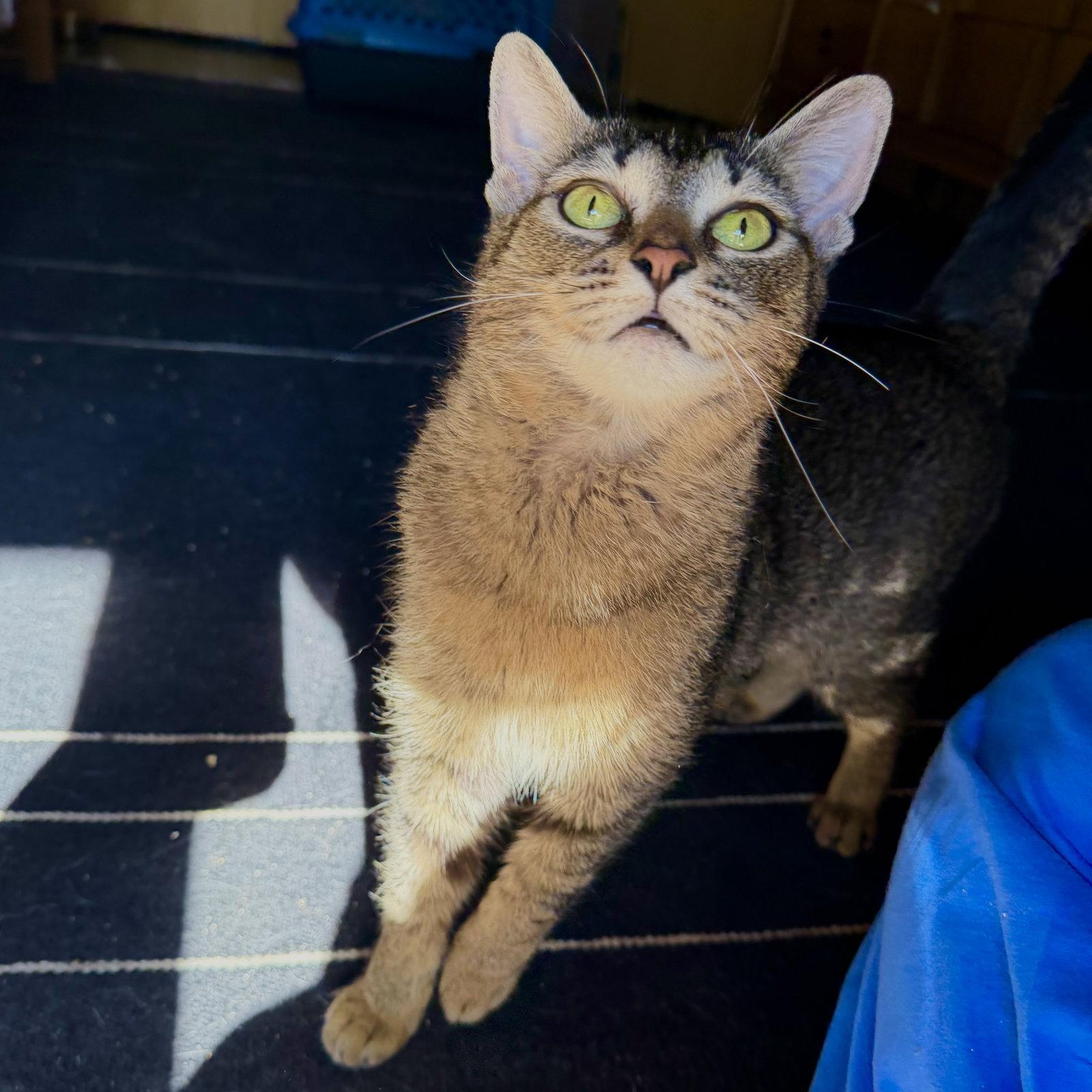 Sparks, Adoptable, Adult Female Domestic Short Hair.