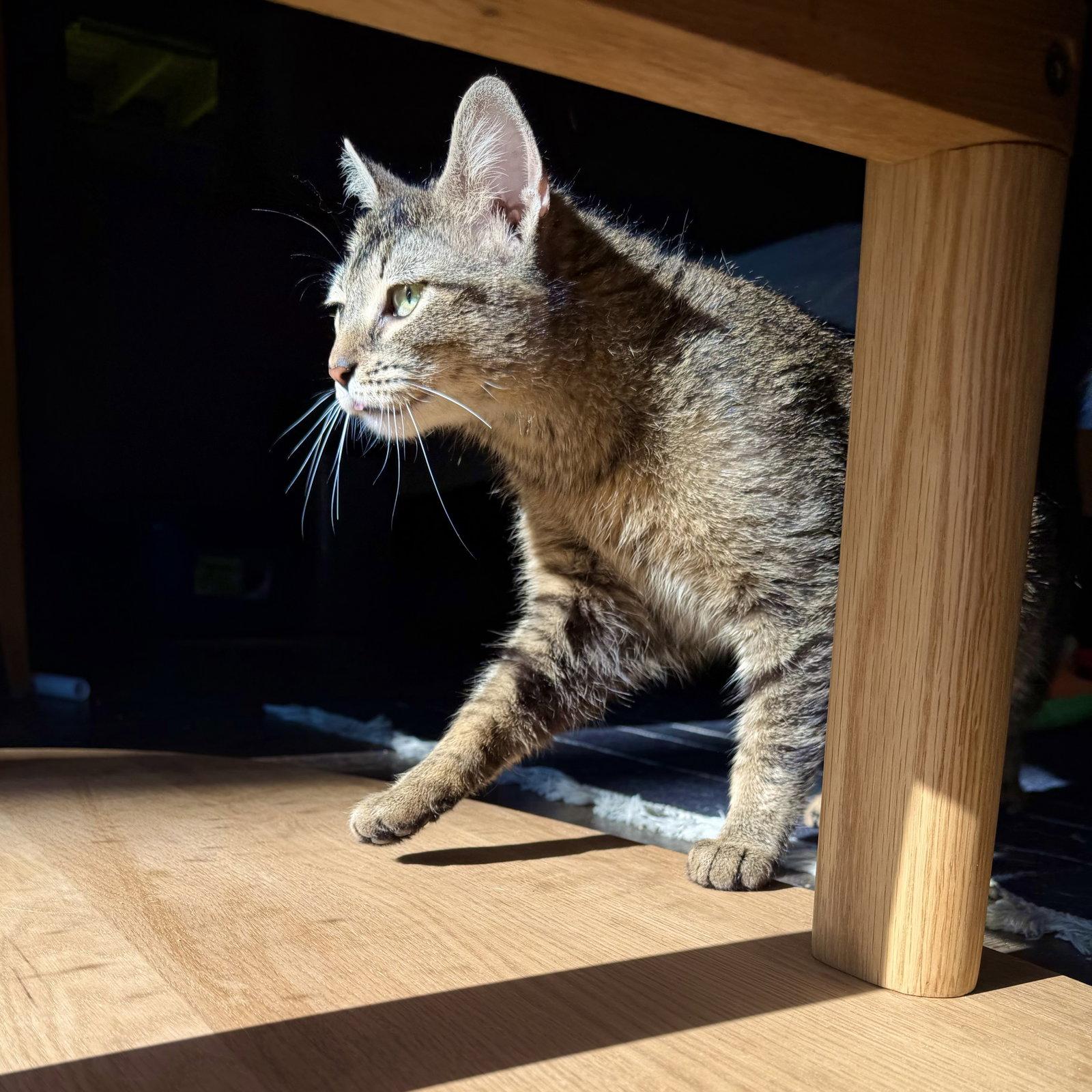 Sparks, a Adoptable Domestic Short Hair in Rochester, NY image 2/3