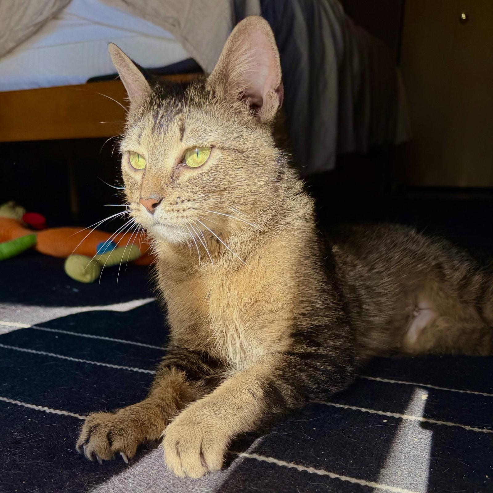 Sparks, a Adoptable Domestic Short Hair in Rochester, NY image 3/3