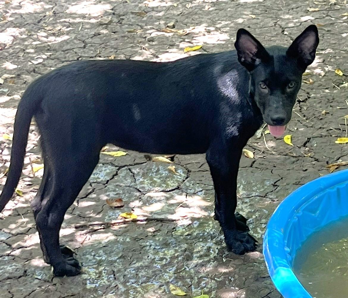 Nola, an adoptable mixed breed image 6/6
