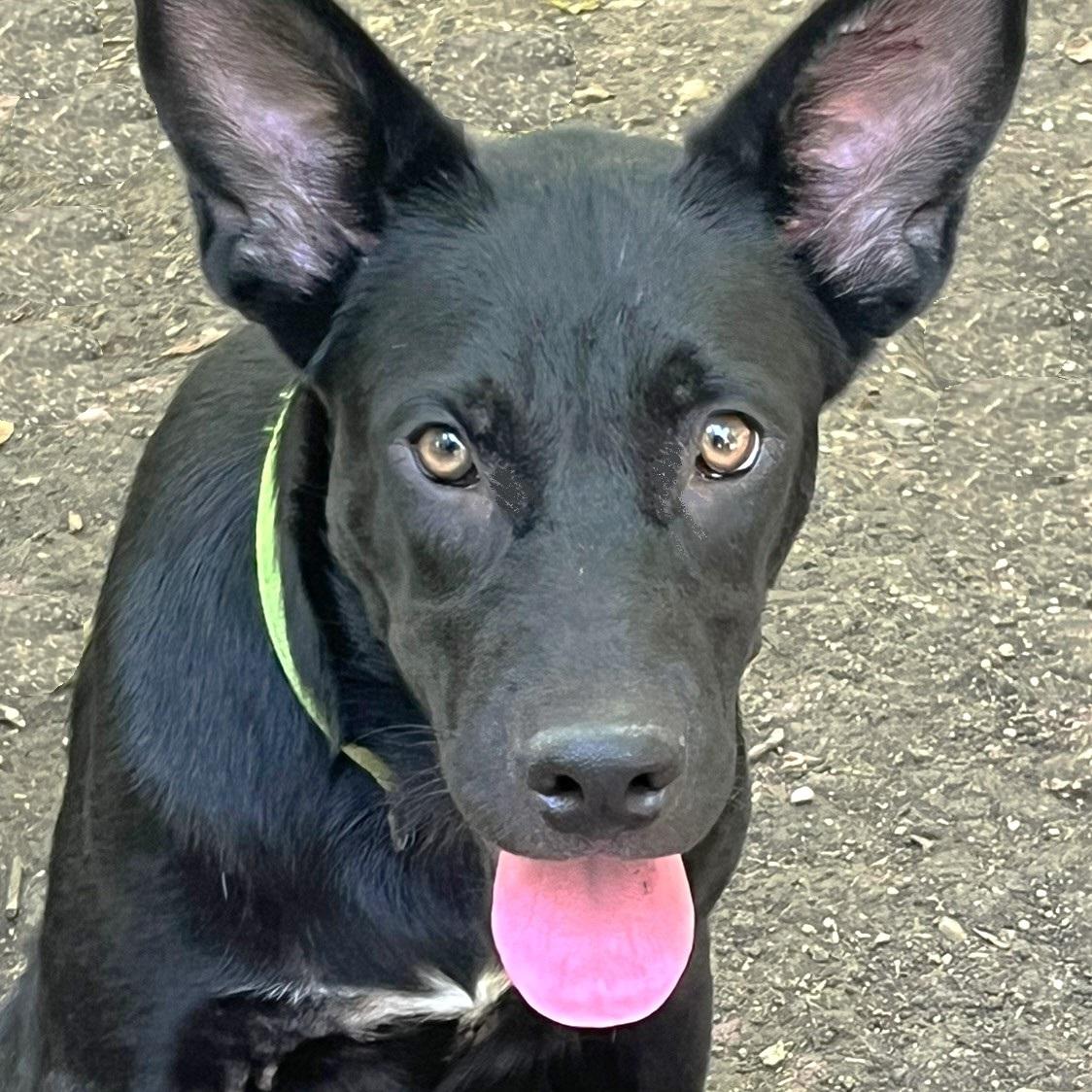 Nola, an adoptable mixed breed image 1/6