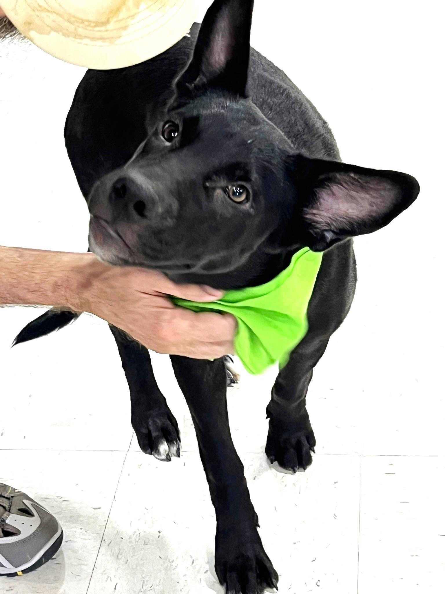 Nola, an adoptable mixed breed image 5/6