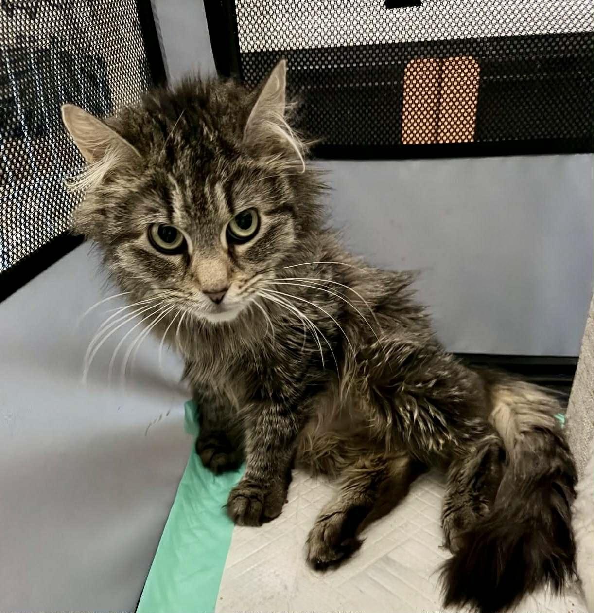Gaia, Adoptable, Young Female Domestic Long Hair.