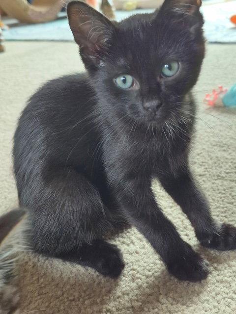 C317 Litter Fleece, Adopted, Kitten Female Domestic Short Hair & Tabby.