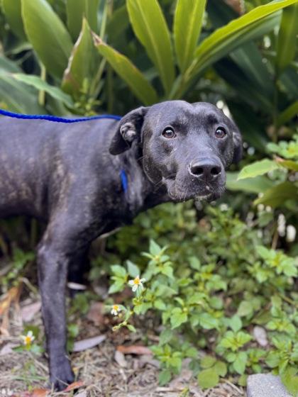 Bruce, Adoptable, Adult Male Mixed Breed & Mixed Breed.