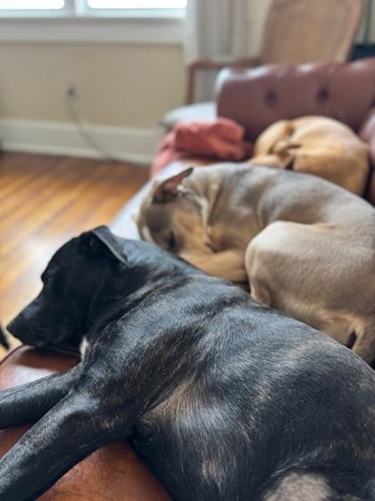 Bruce, Adoptable, Adult Male Mixed Breed & Mixed Breed.