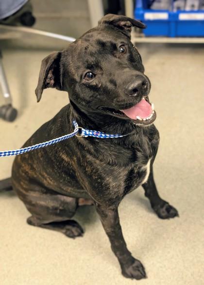 Enlarge Bruce, a Adoptable mixed breed in New Orleans, LA image 2/2