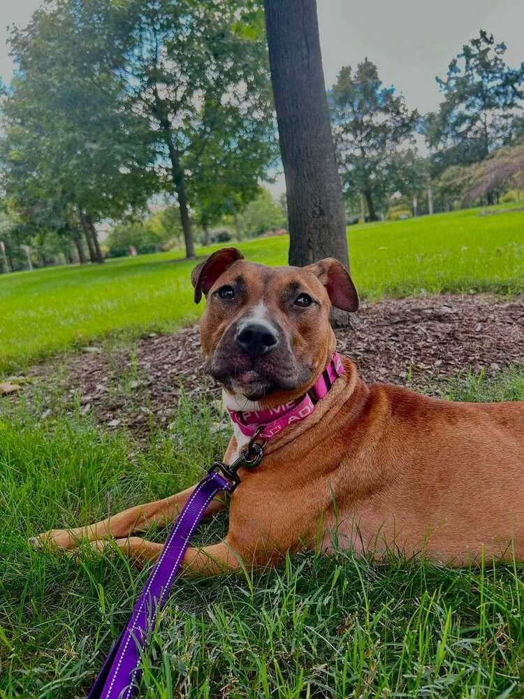 Enlarge Nutmeg (26-173 D), a Adoptable mixed breed in Lansing, MI image 1/3
