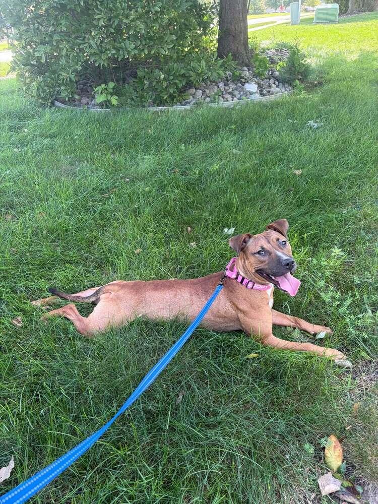 Enlarge Nutmeg (26-173 D), a Adoptable mixed breed in Lansing, MI image 2/3
