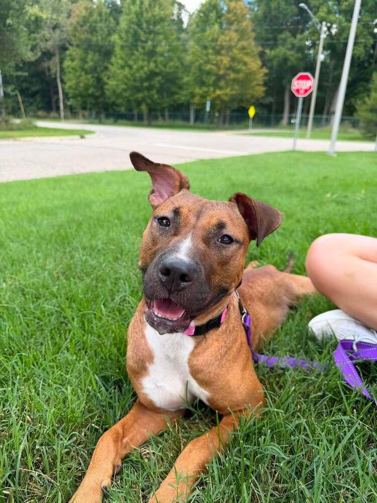 Enlarge Nutmeg (26-173 D), a Adoptable mixed breed in Lansing, MI image 3/3