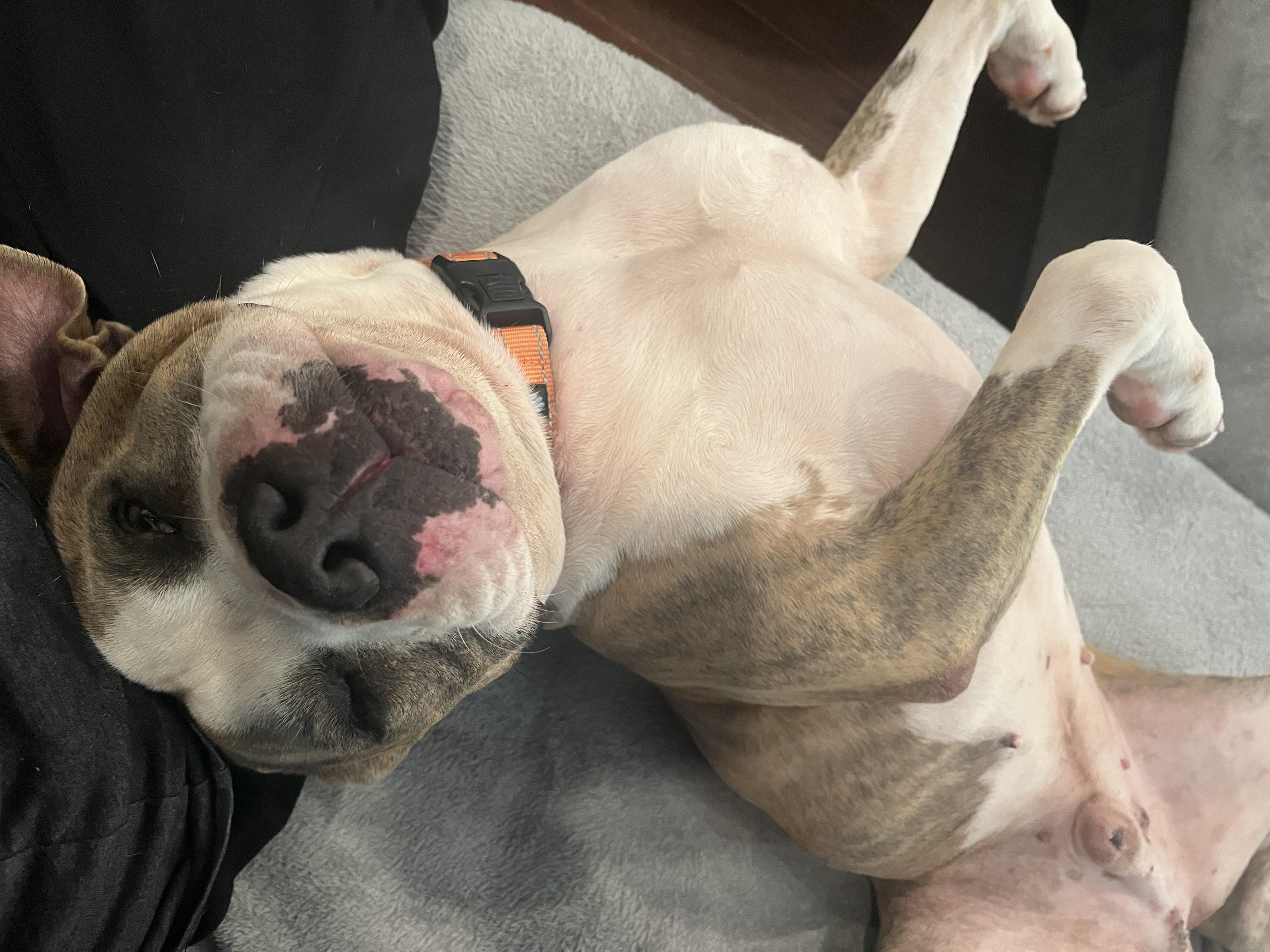 Meatball - the biggest love bug & your new best friend!, an adoptable Bulldog in Houlton, ME, 04730 | Photo Image 2