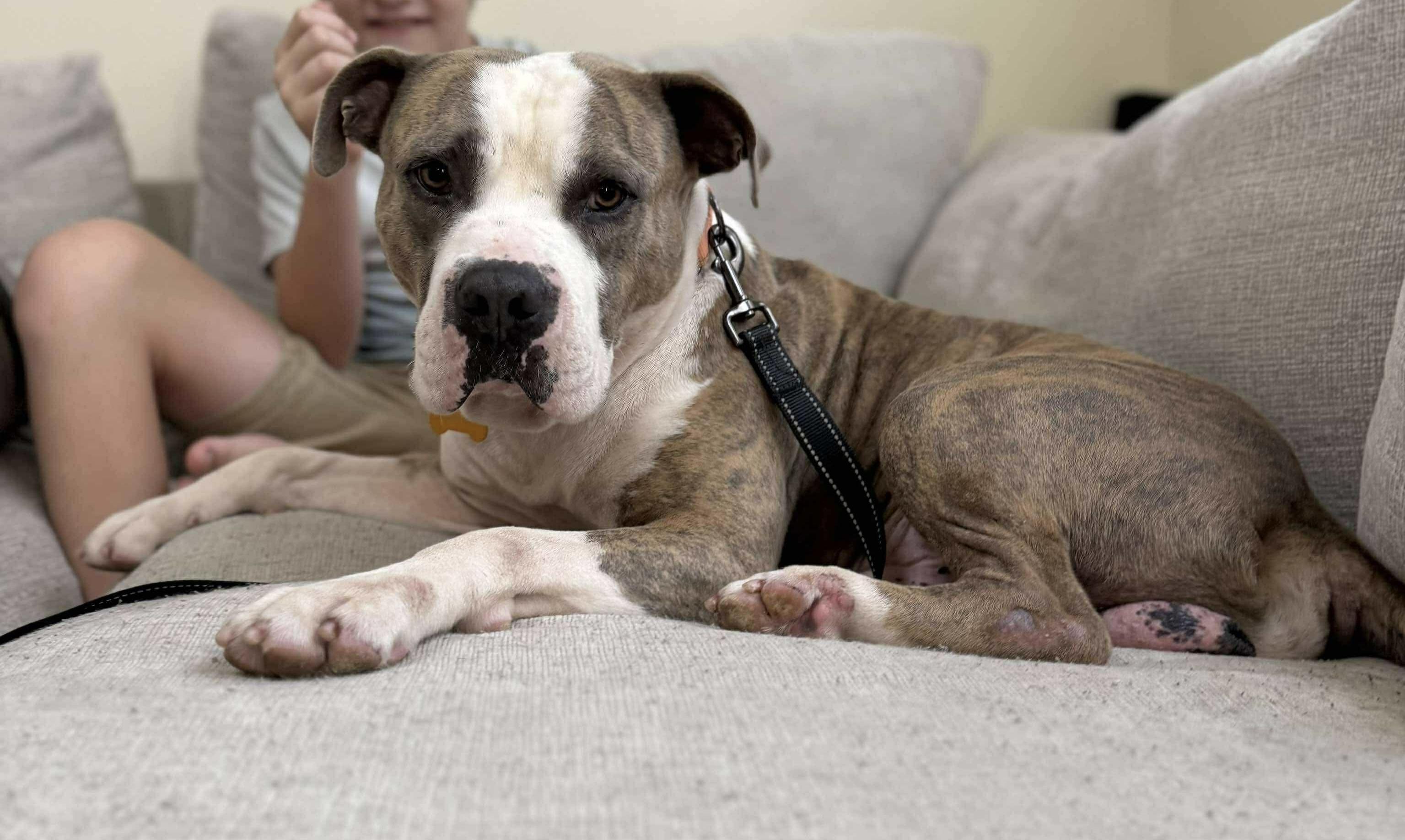 Meatball - the biggest love bug & your new best friend!, an adoptable Bulldog in Houlton, ME, 04730 | Photo Image 3