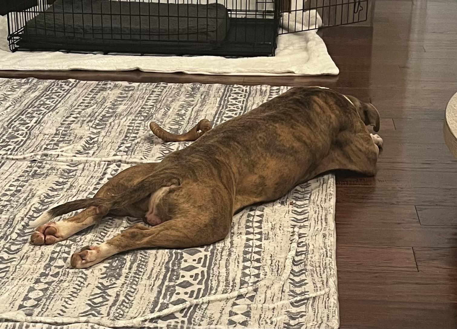 Meatball - the biggest love bug & your new best friend!, an adoptable Bulldog in Houlton, ME, 04730 | Photo Image 4