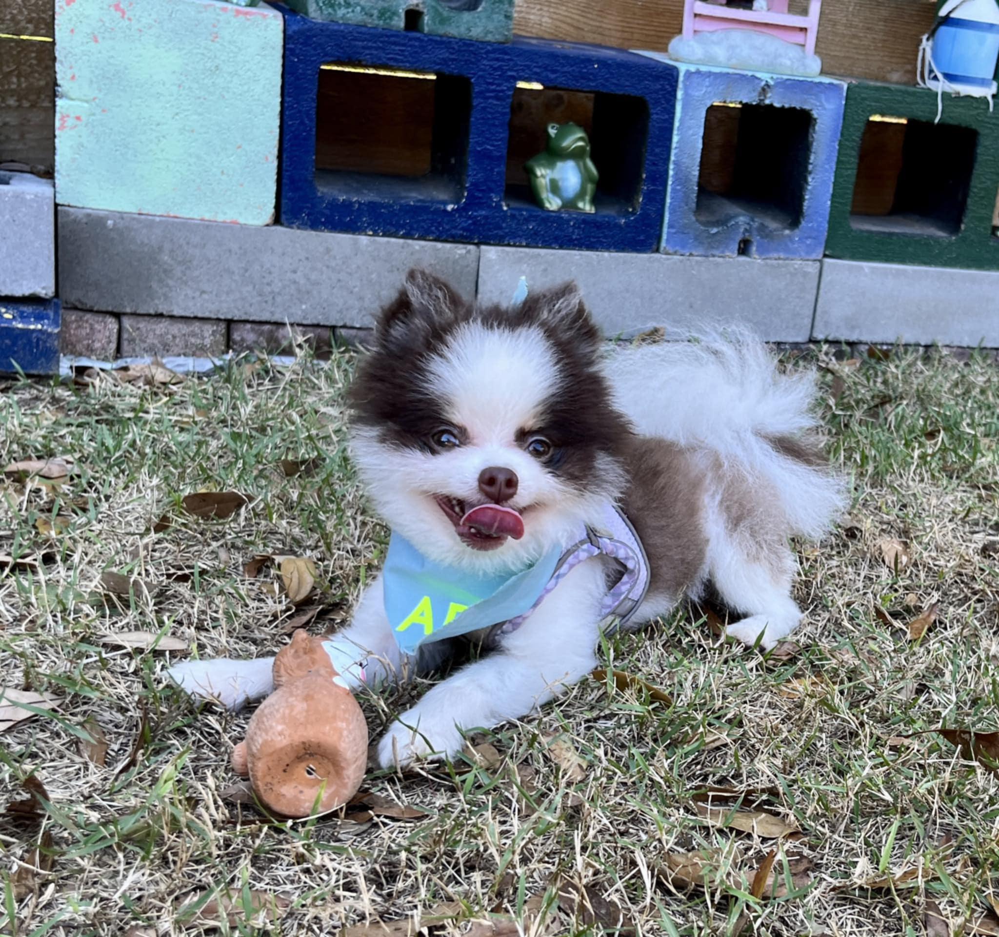 Enlarge Skipper, an adopted Pomeranian in Milton, FL image 1/2