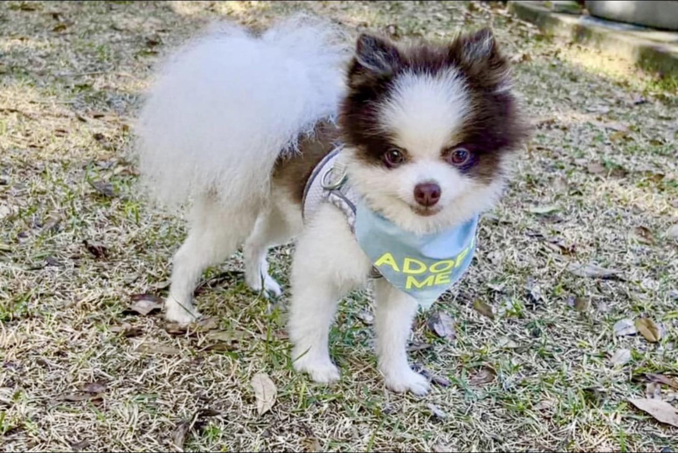 Enlarge Skipper, an adopted Pomeranian in Milton, FL image 2/2