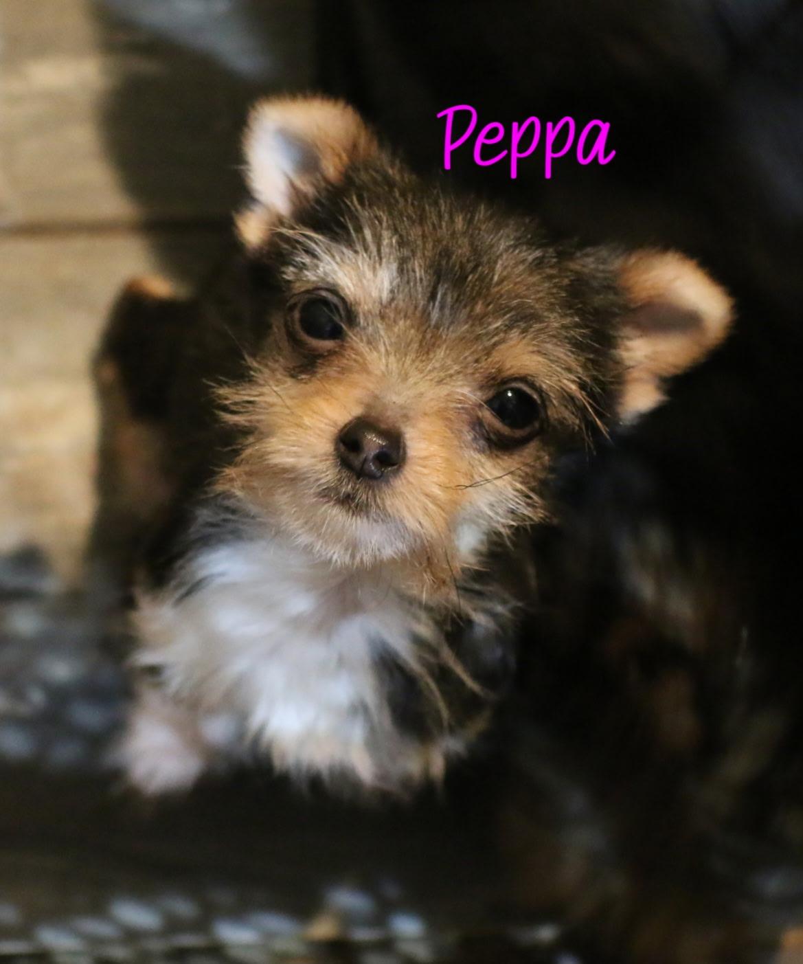 Enlarge Peppa, a ADOPTABLE mixed breed in Kimball, MI image 1/1