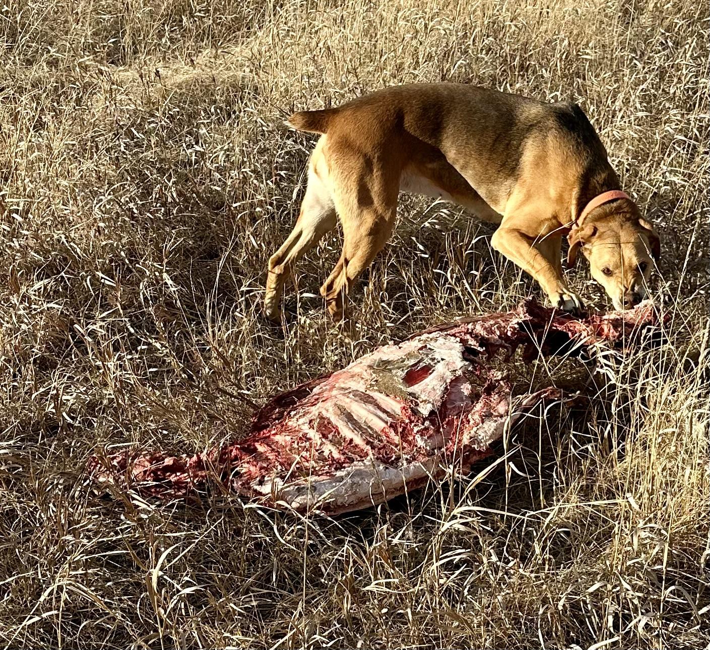 Baily, a Adoptable Harrier in Scranton, ND image 4/5