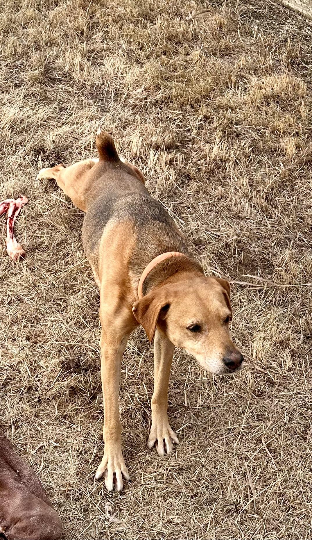 Baily, a Adoptable Harrier in Scranton, ND image 5/5