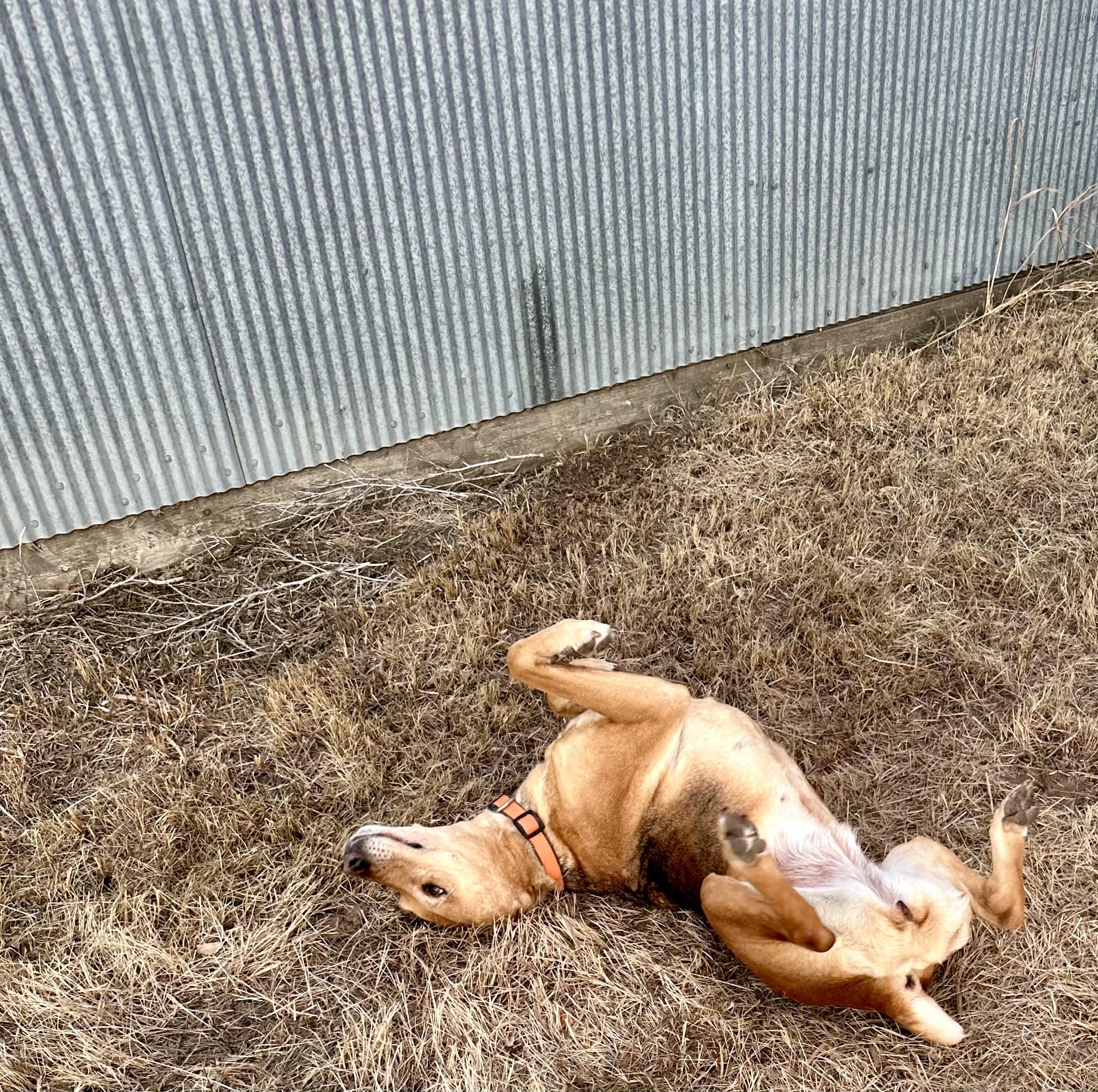 Baily, a Adoptable Harrier in Scranton, ND image 2/5