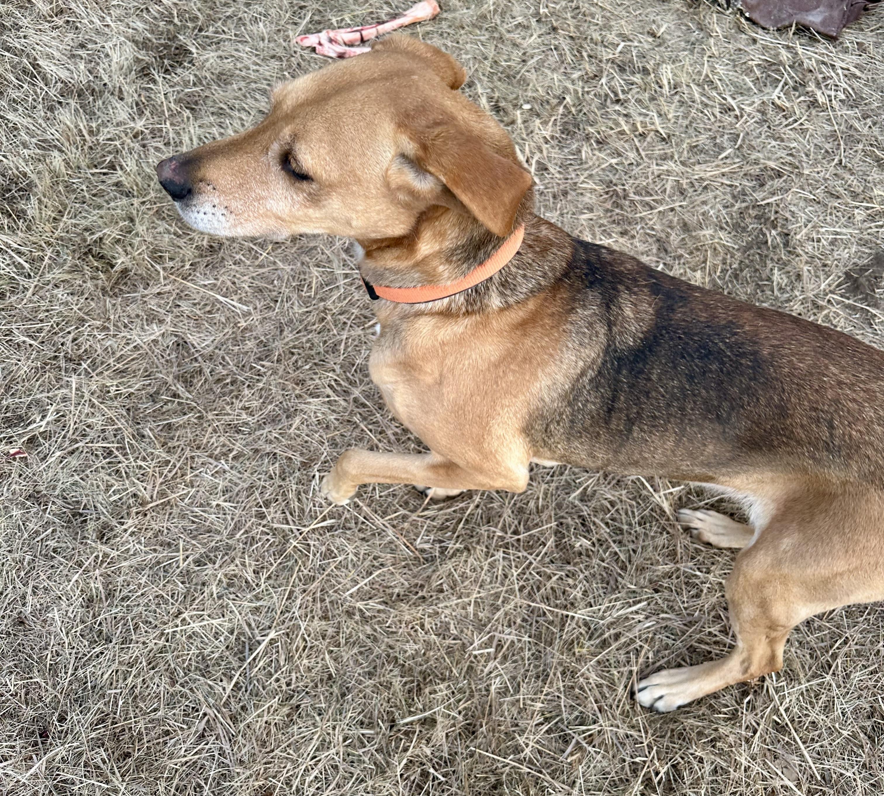 Baily, a Adoptable Harrier in Scranton, ND image 1/5