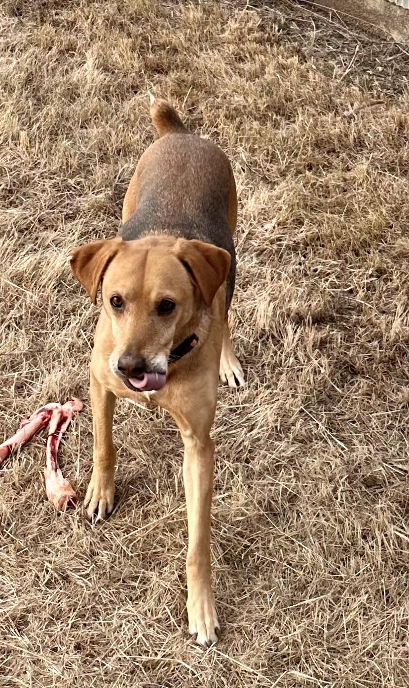Baily, a Adoptable Harrier in Scranton, ND image 3/5