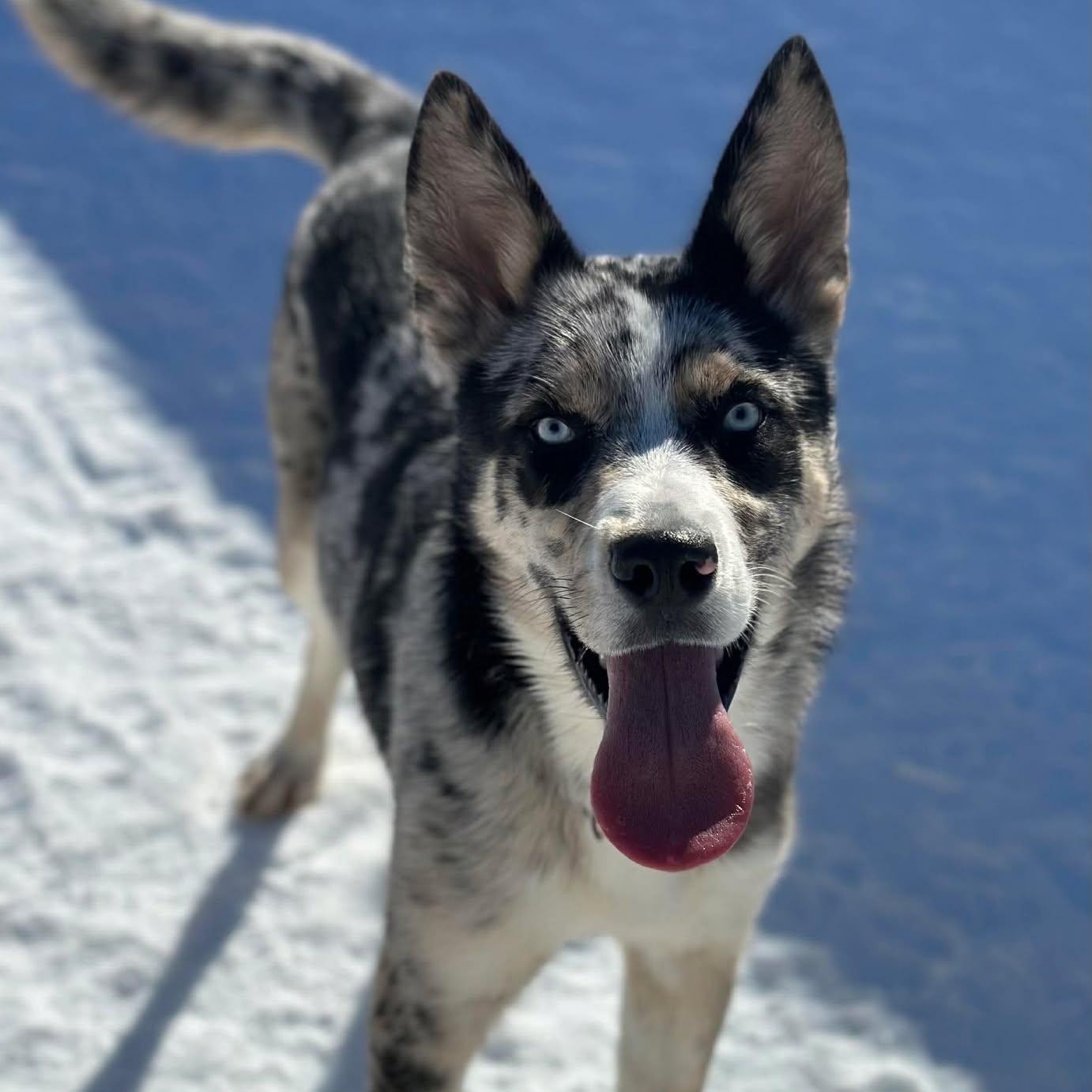 Maxamillion, ADOPTABLE, Young Male Mixed Breed.