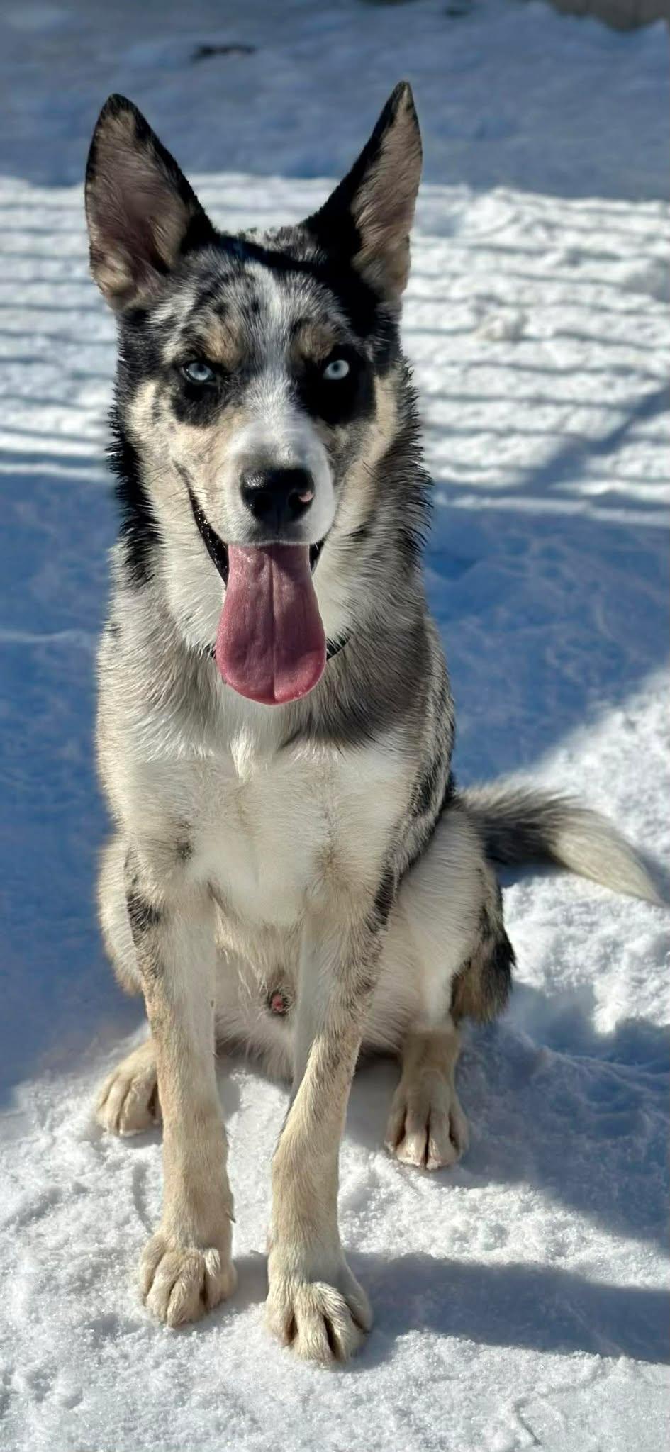 Enlarge Maxamillion, a ADOPTABLE Mixed Breed in Northwood, NH image 2/4