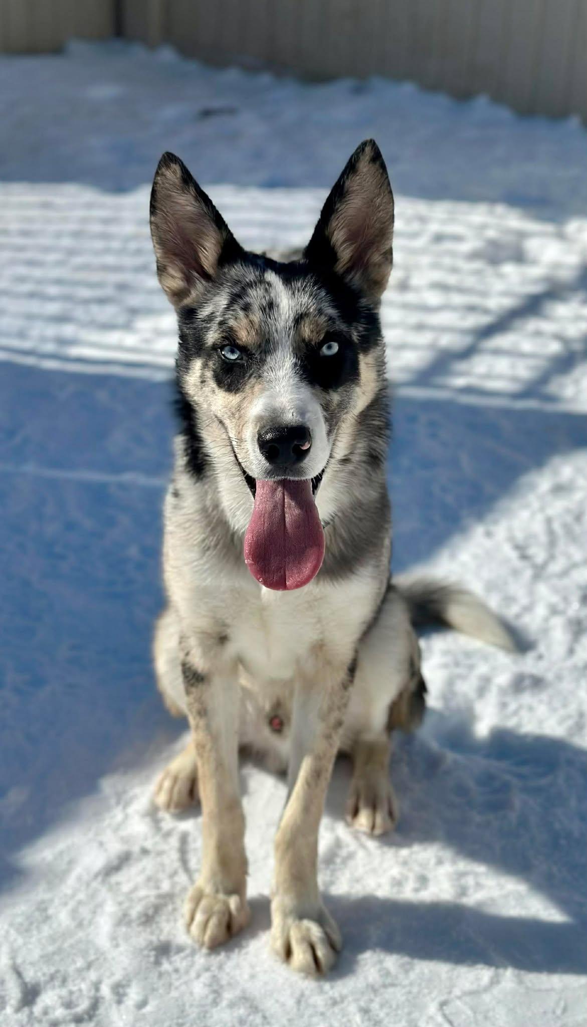 Enlarge Maxamillion, a ADOPTABLE Mixed Breed in Northwood, NH image 3/4