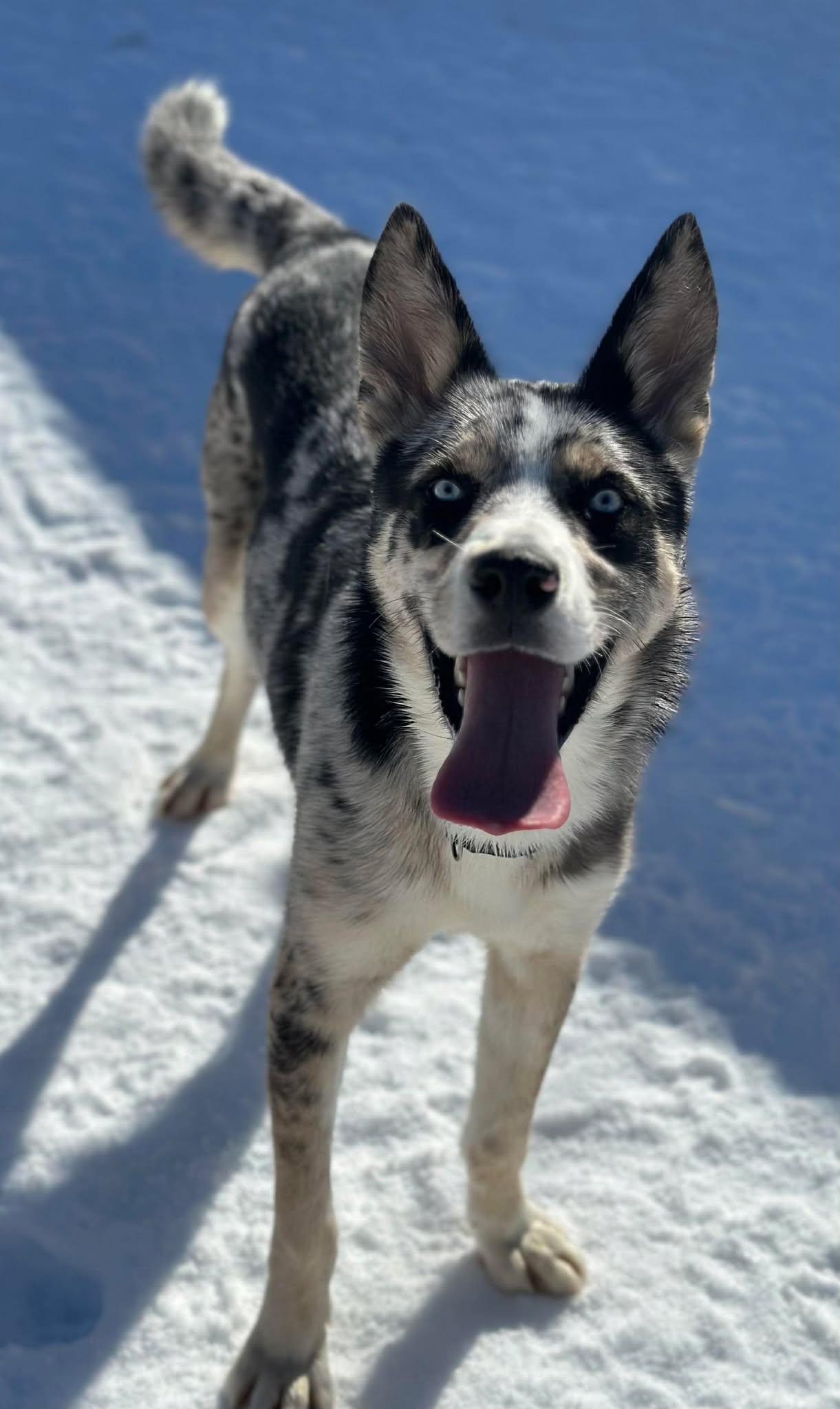 Enlarge Maxamillion, a ADOPTABLE Mixed Breed in Northwood, NH image 4/4