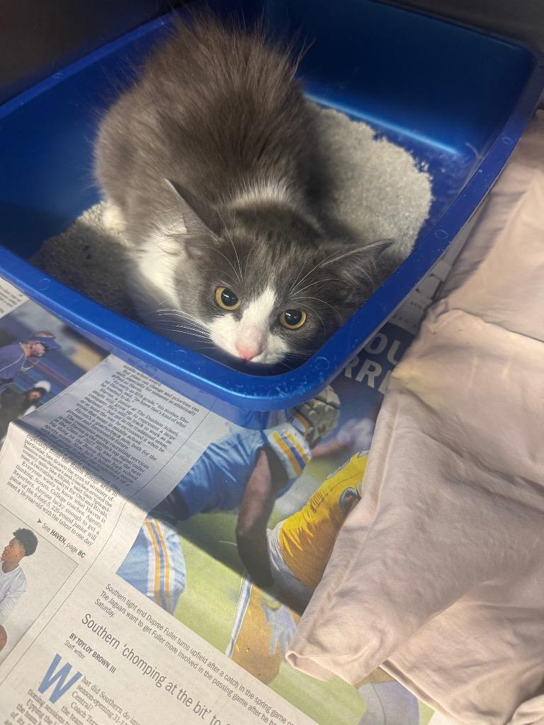 Enlarge Ira, a Adoptable Domestic Medium Hair in Sorrento, LA image 1/2