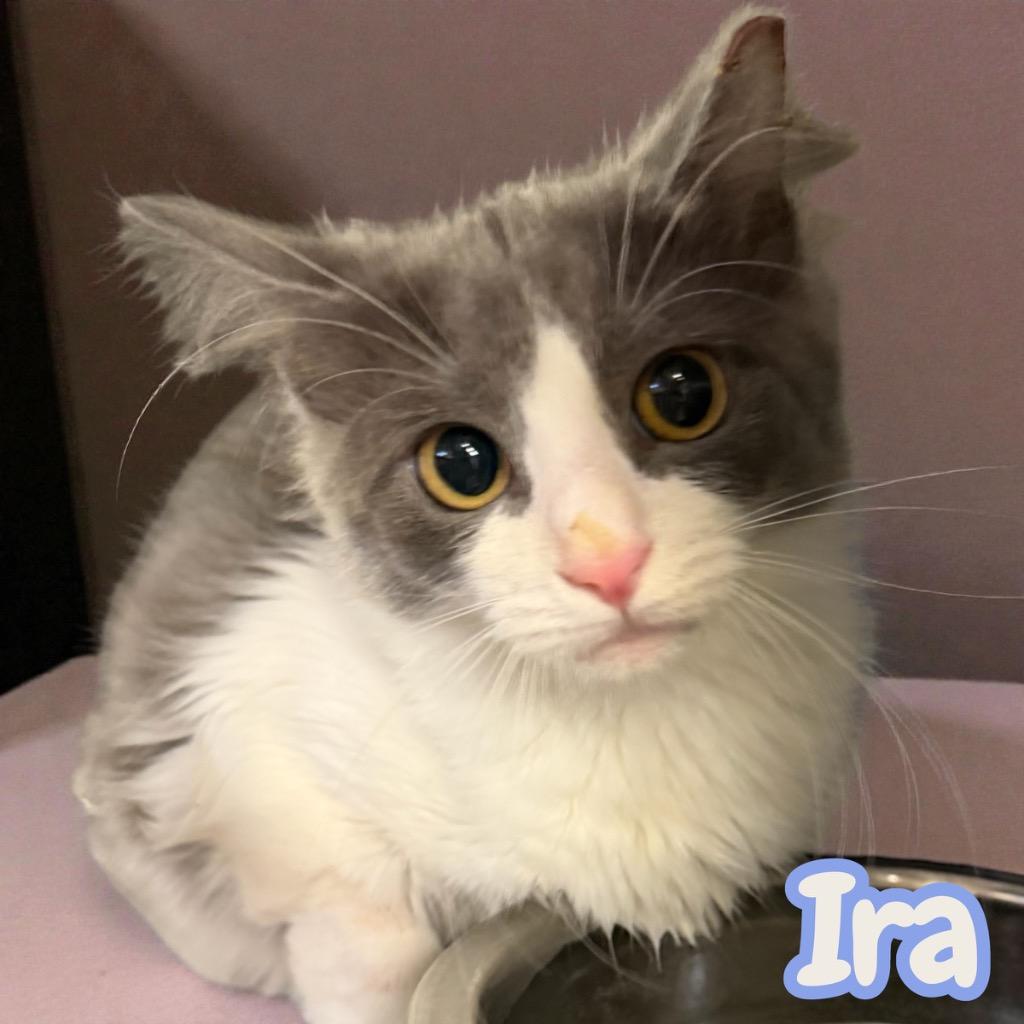 Enlarge Ira, a Adoptable Domestic Medium Hair in Sorrento, LA image 2/2