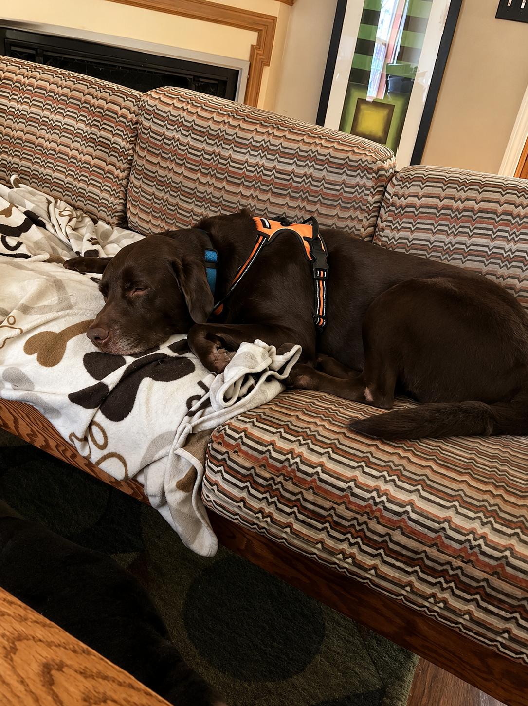 Enlarge Outlaw, a ADOPTABLE Chocolate Labrador Retriever in Indianapolis, IN image 6/6