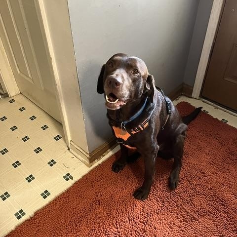 Outlaw, ADOPTABLE, Adult Male Chocolate Labrador Retriever.