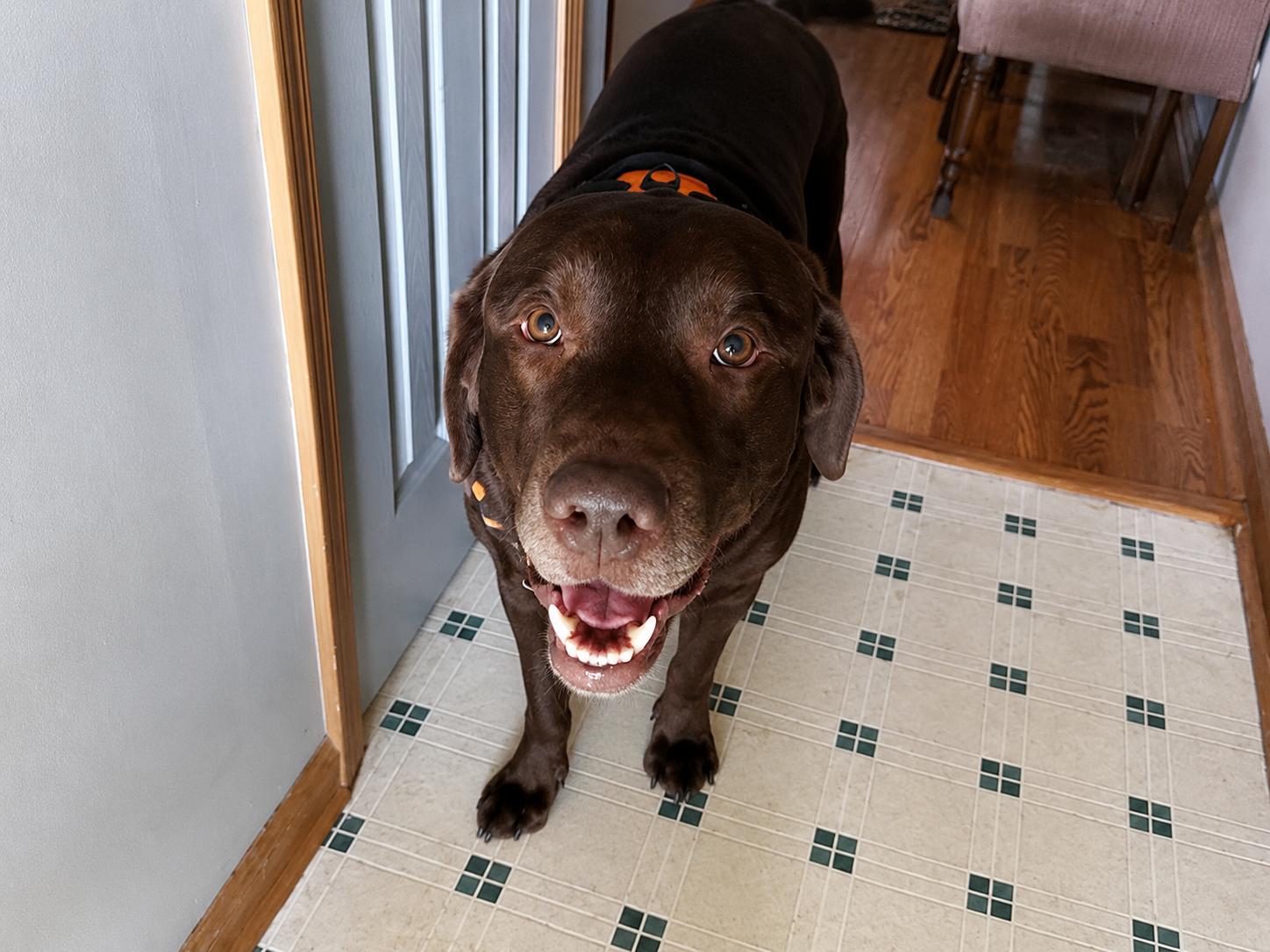Enlarge Outlaw, a ADOPTABLE Chocolate Labrador Retriever in Indianapolis, IN image 5/6