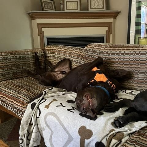 Outlaw, a ADOPTABLE Chocolate Labrador Retriever in Indianapolis, IN image 4/4