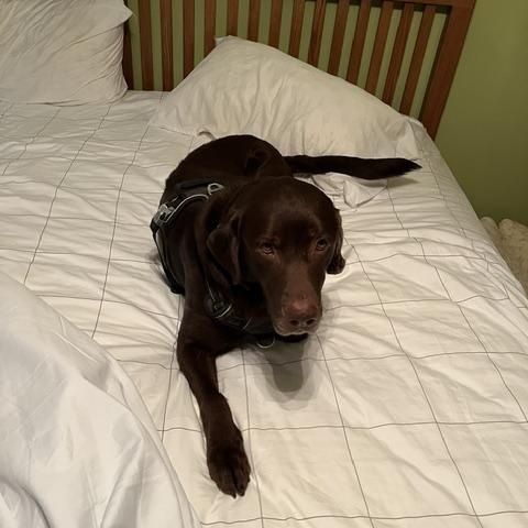 Outlaw, a ADOPTABLE Chocolate Labrador Retriever in Indianapolis, IN image 2/4
