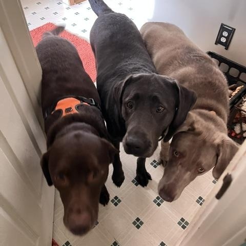 Outlaw, a ADOPTABLE Chocolate Labrador Retriever in Indianapolis, IN image 3/4