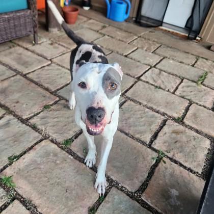 Sissy, Adoptable, Adult Female Mixed Breed & Mixed Breed.