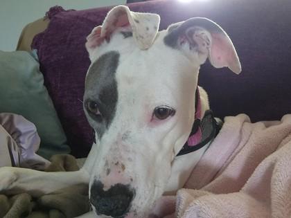 Enlarge Sissy, a Adoptable mixed breed in Oklahoma City, OK image 2/3