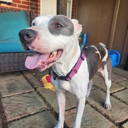 Enlarge Sissy, a Adoptable mixed breed in Oklahoma City, OK image 3/3