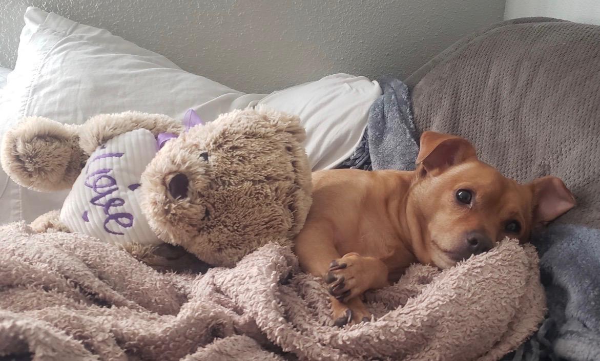 Enlarge LUKE, a Adoptable Chihuahua in los angeles, CA image 1/3