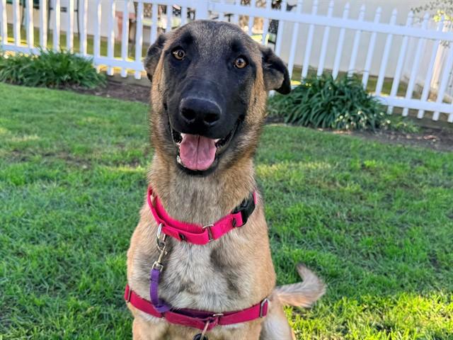 Enlarge GINGER, an adopted German Shepherd Dog in San Clemente, CA image 1/1
