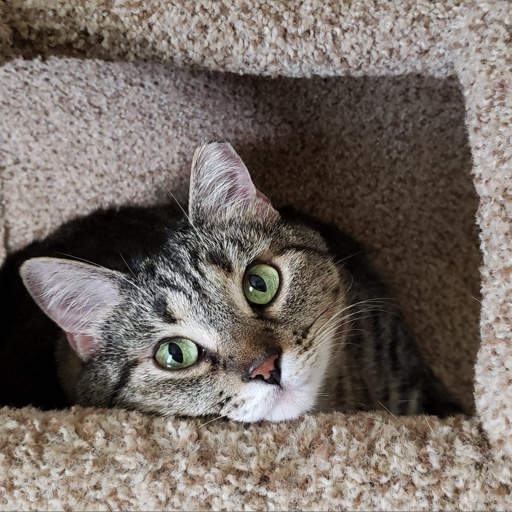 Imogen, Adoptable, Adult Female Domestic Short Hair.