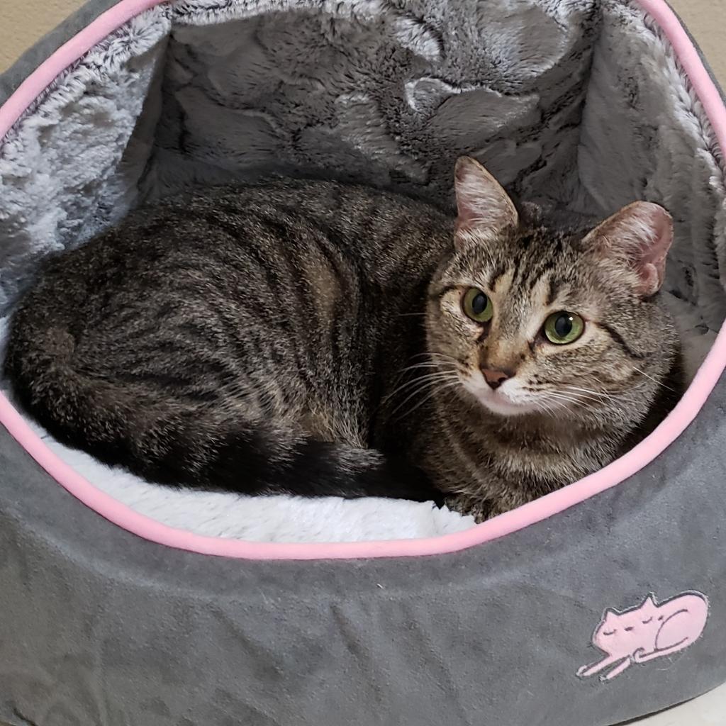 Enlarge Imogen, a Adoptable mixed breed in Bulverde, TX image 2/6